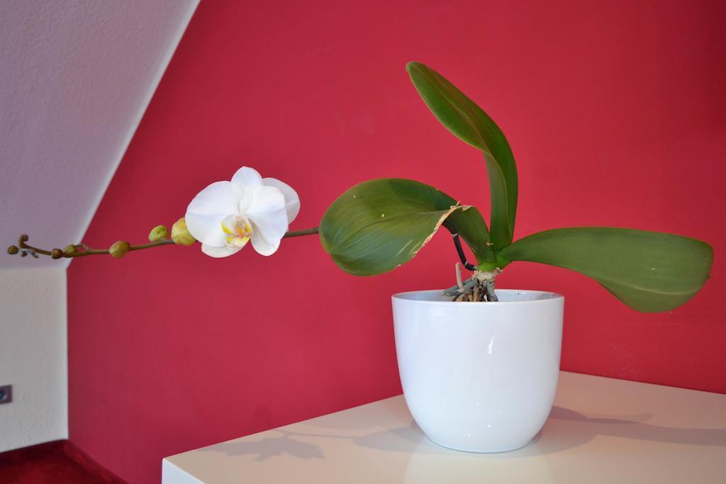 Loft Apartments Pulheim Rum bild